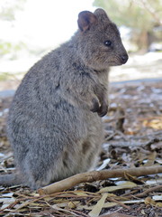 Quokka (Setonix Brachyrus) encounter at Rottnest Island, Western Australia, The happiest animal on earth