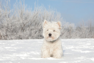 West highland white terrier westie on the snow in winter bright sunny day blue sky forest and dog