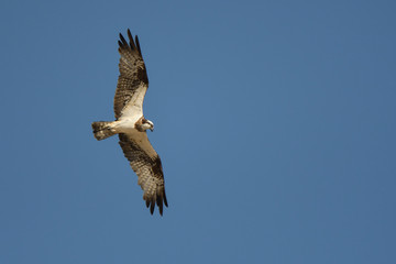Osprey flying against the sky (Pandion haliaetus)