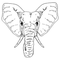 Elephant icon. Vector illustration of the face of an elephant. Hand drawn little elephant.