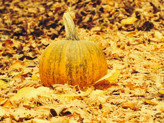 Naklejka na ściany i meble Pumpkin on the ground with autumn leaves around, halloween season