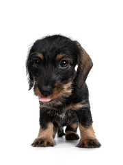 Sweet black and brown wirehaired dashound puppy sitting facing front, looking beside camera with big dark eyes and sticking out tongue. Isolated on white background.