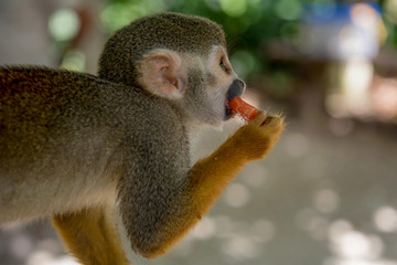 little monkey eats tropical fruit from a plate