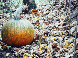 Pumpkin on the ground with autumn leaves around, halloween season