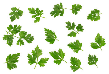 Fototapeta na wymiar Green leaves of parsley isolated on white, top view