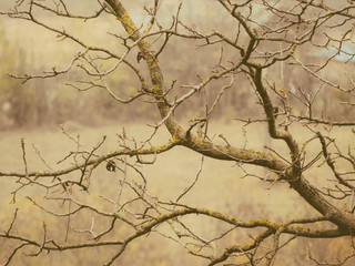Tree in the autumn without leaves