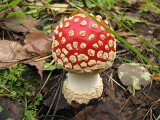 fly agaric mushroom