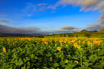 Sunflower Field on blue sky.