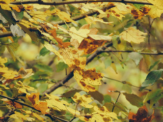 autumn leaves background