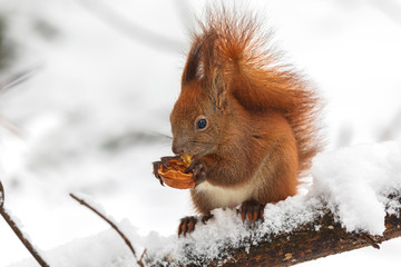 Eurasian red squirrel (Sciurus vulgaris) eating nut while sitting on branch covered in snow in winter. In winter season is difficult for squirrels to find food and people often feed them. - Powered by Adobe