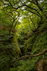 Fallen branch amongst forest