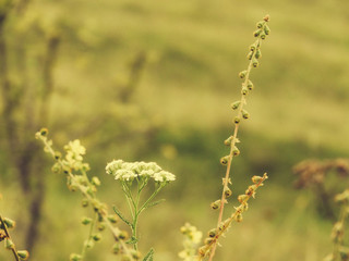 field of wild flowers