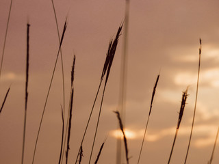 sunset over wheat field