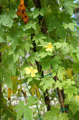 Herb plant bitter gourd  or bitter melon. Scientific name known as momordica charantia