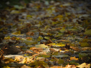 Autumn leaves on the ground