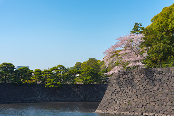Cherry blossom in spring season at Tokyo, Japan.