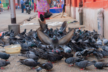 Pigeons flying on footpath