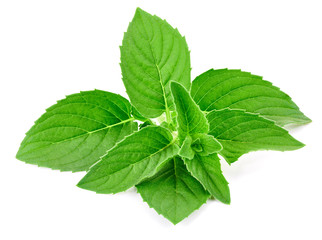 Fresh mint isolated Clipping Path