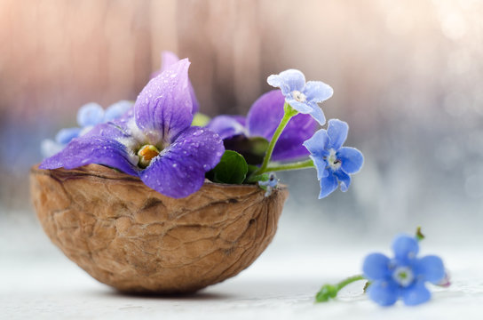 Romantic floristic composition with violets and forget-me-not flowers in a nutshell against beautiful bokeh background.
