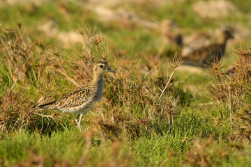 Pacific Golden-Plover / Pluvialis fulva