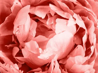 Extreme Nahaufnahme von Piony in der Farbe Living Coral. Blütenkopf von Piony. Platz für Text kopieren. Farbe des Jahres 2019 Living Coral Konzept. Kann als floraler Hintergrund verwendet werden © fascinadora
