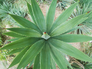 Agave plant leaves from top view