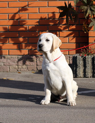 yellow labrador in the park