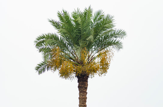 Date palm tree with yellow dates