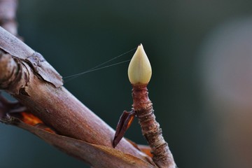 Knospe mit Spinnfaden