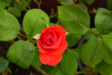 The Red Beautiful Rose with raindrops and Leaves background