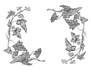 White and black illustration of ivy.