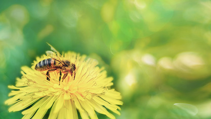 A honey bee in yellow pollen collects nectar from a dandelion flower on a sunny spring day. Spring time.
