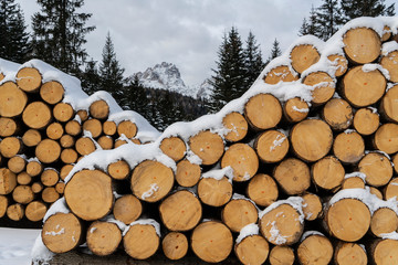 fir logs cut and stacked on the edge of a forest in winter in the Trentino Alto Adige region, Italy