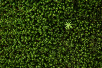 A closeup of moss on along the banks of a river in the Catskills area of New York State, USA