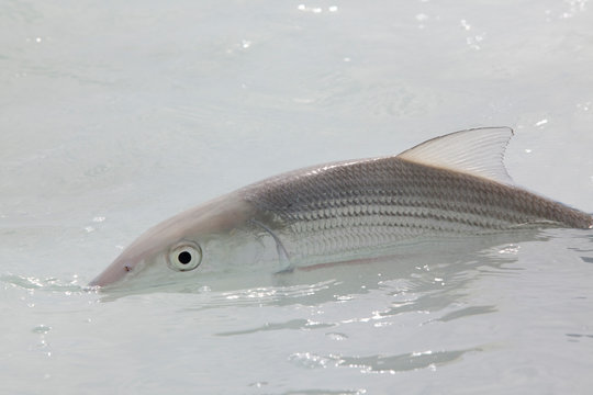 A bonefish in clear shallow salt water near Havana, Cuba.