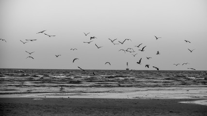 Seagulls Maputo