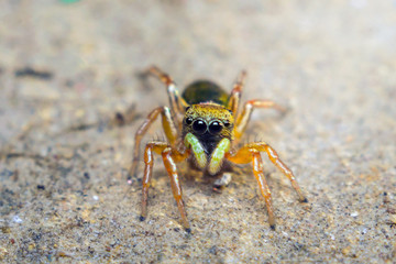 Fototapeta premium Little Spider Jumping