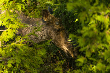Bull Moose Grazing (Alces alces) in trees, Algonquin Provincial Park, Ontario, Canada