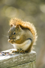 Fototapeta premium American Red Squirrel Feeding (Tamiasciurus hudsonicus), Canada