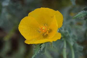 Obraz premium blossom at the beach