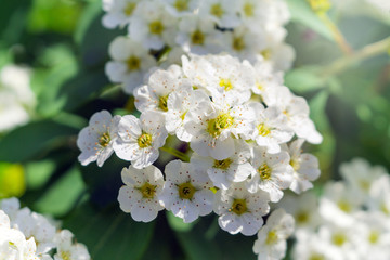 white flowers in summer