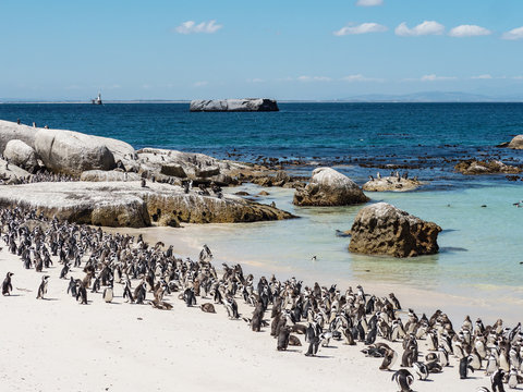 Colony of African penguins on a sunny beach in Simons Town, Cape Town, Africa