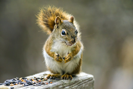 American Red Squirrel Feeding (Tamiasciurus Hudsonicus), Canada