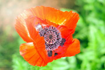 red poppy flower