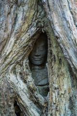 Kambodscha - Angkor - Ta Prohm