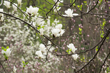 Mysterious spring background with white magnolia flowers