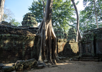 Kambodscha - Angkor - Ta Prohm