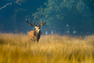 Red deer (Cervus elaphus) male stag calling in rutting season, United Kingdom