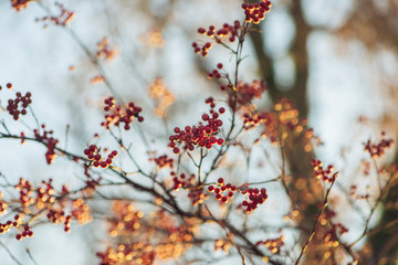 branch of a tree with red berries