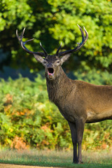 Naklejka na ściany i meble Red deer (Cervus elaphus) male stag calling in rutting season, United Kingdom